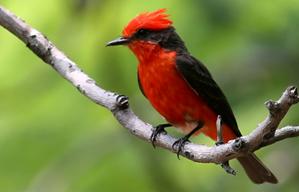  vermilionflycatcher.jpg 